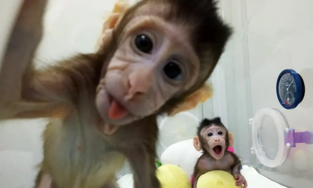 Cloned Monkeys FIND 1024x616