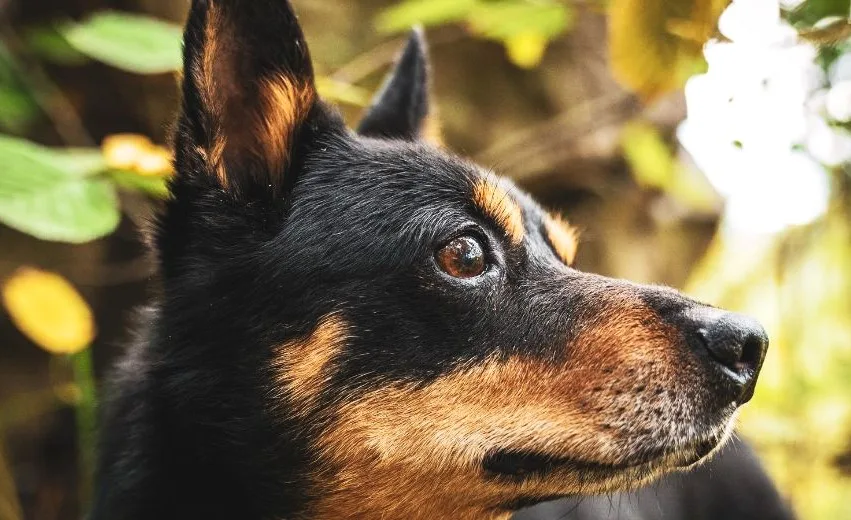 Lancashire Heeler