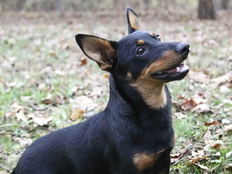Lancashire Heeler
