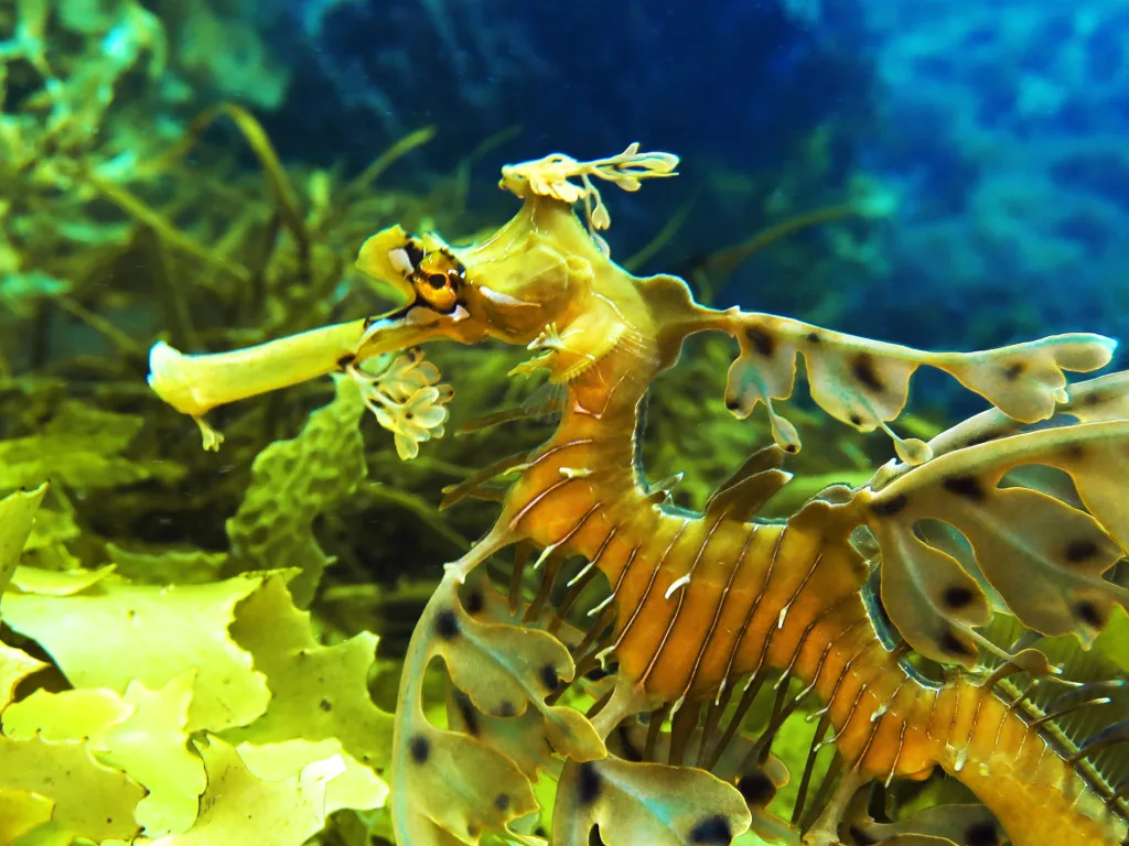 The Leafy Seadragon: Revealing Its Secrets