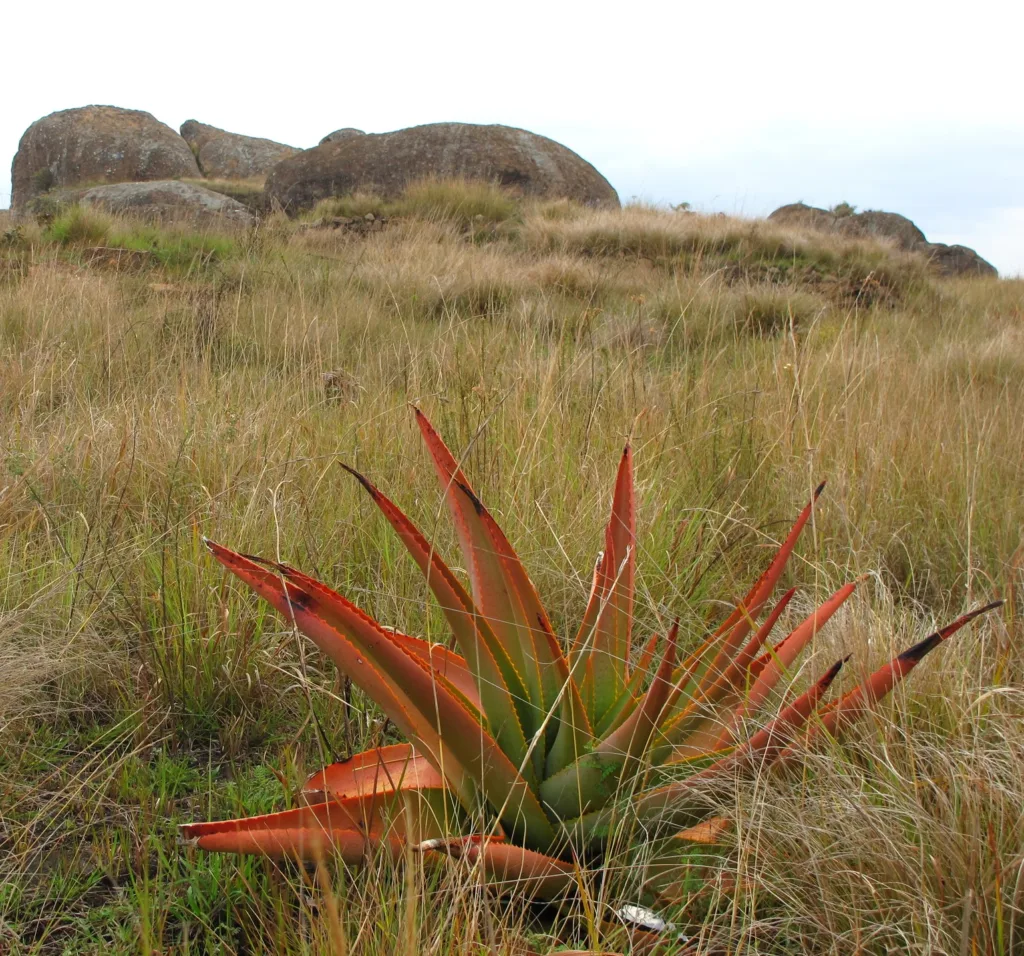 Aloe