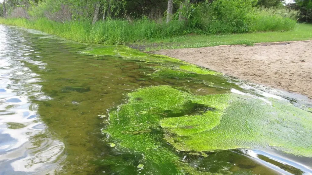 Cyanobacteria