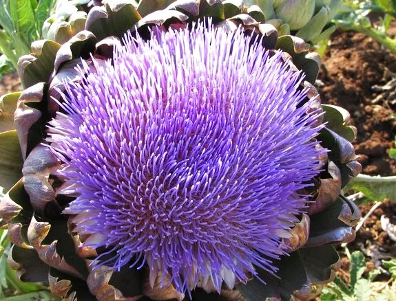 Artichokes