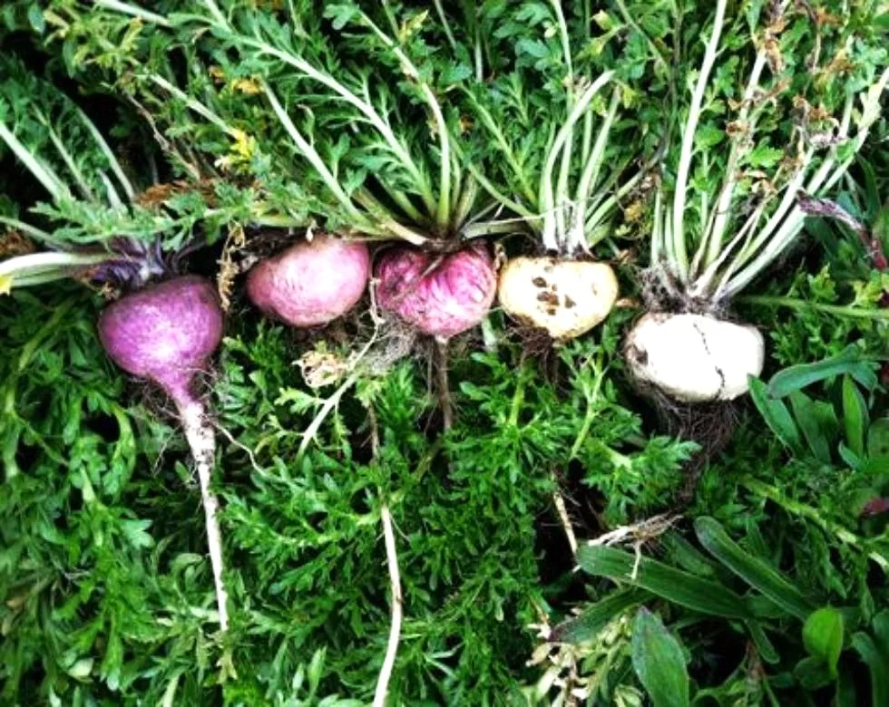 Maca